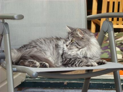 Erik z Veveří, CZ Siberische kater
